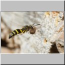 Ancistrocerus nigricornis - Lehmwespe 22c am IH beim Lehm einbringen.jpg